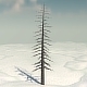 Dead Pine Tree V3 - 3DOcean Item for Sale