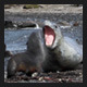 Leopard Seal & Fur Seal on South Georgia Shore - VideoHive Item for Sale