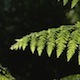 Fern In The Forest - VideoHive Item for Sale