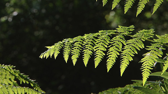 Fern In The Forest