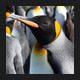 King Penguin Colony - VideoHive Item for Sale