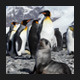 Fur Puppy Seal in Front of King Penguins - VideoHive Item for Sale