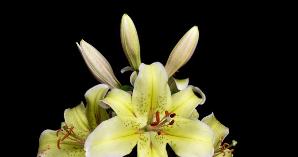 A Bouquet of Beautiful Yellow Lilies Blooms in a Time Lapse on a Black Background,  Video