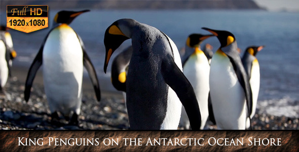 King Penguins on the Antarctic Ocean Shore