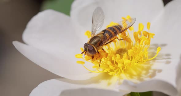 Hoverflies, flower flies or syrphid flies, insect family Syrphidae