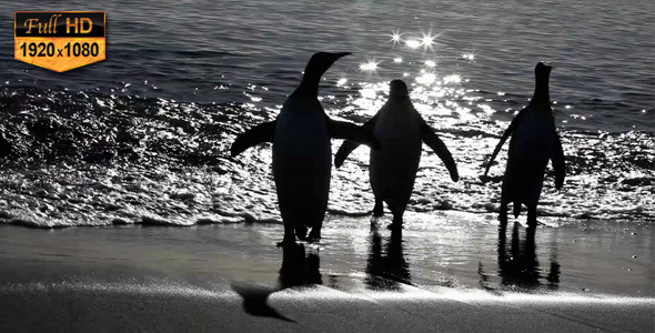King Penguins Coming Out of Water