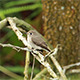Asian Brown Flycatcher (Muscicapa latirostris) 02 - VideoHive Item for Sale