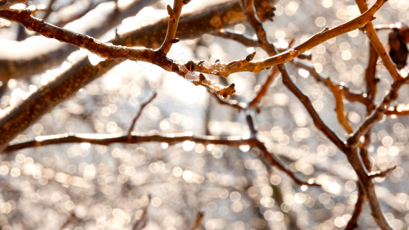 Melting Icicles Hanging From Thin Branches