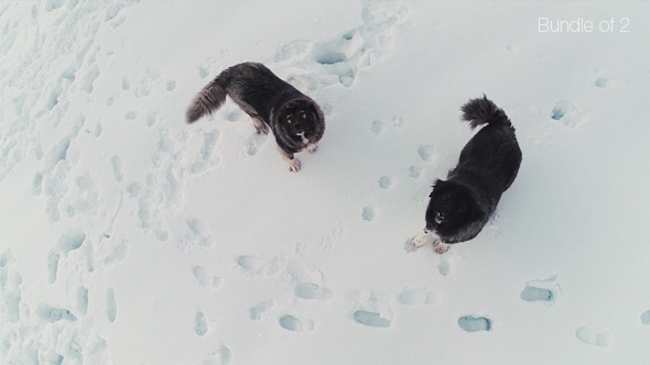 Dogs in the Mountains