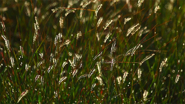 Grass Spikelets