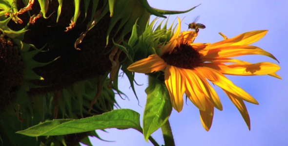 Sunflower - Pack 4 - HD