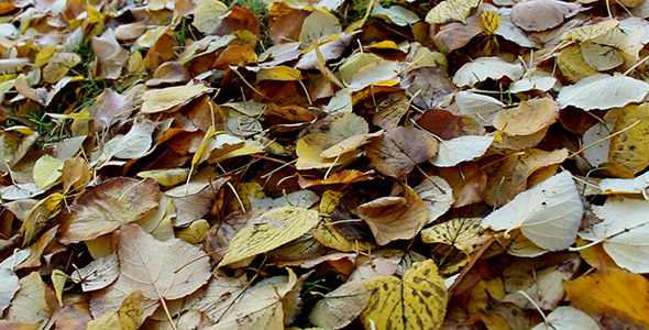 Falling Leaves Autumn