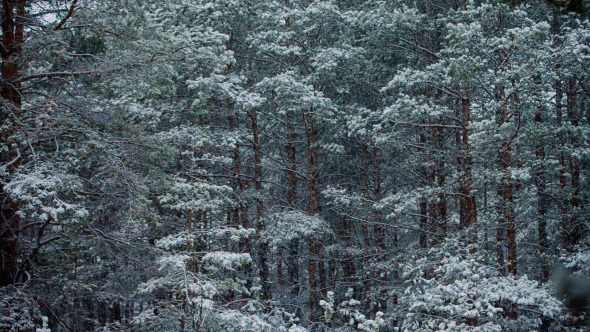 Snowfall In Trunks Of Tall Pines