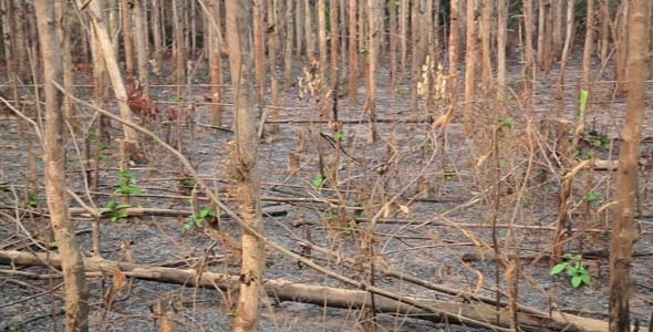 Deforestation, After Forest Fire, Natural Disaster