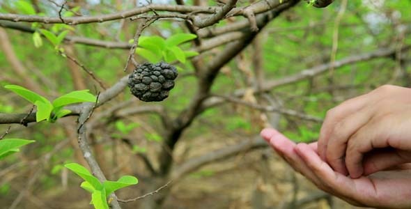 Showing Coffee Beans On Tree By Hand 1