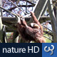 Nature HD | Swinging Orangutan - VideoHive Item for Sale