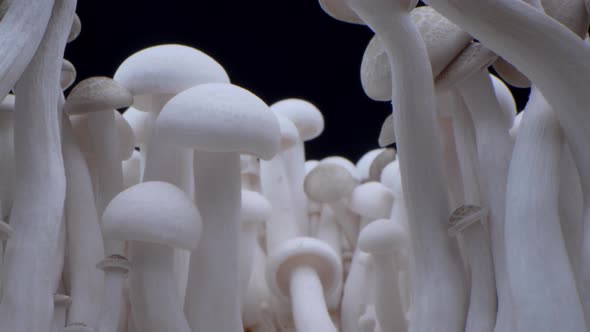 Macro Shot of Champignons Stand in a Row of Mushrooms