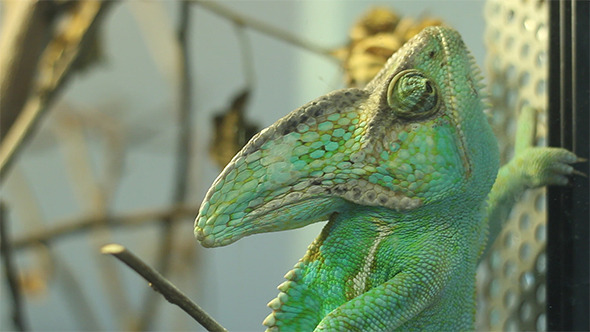 Green Chameleon