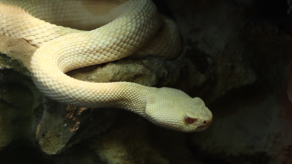 Crotaline Snake