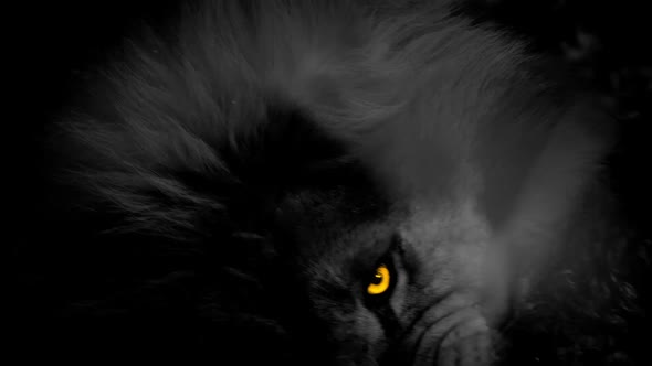 Lion Biting Meat Monochrome With Yellow Eyes