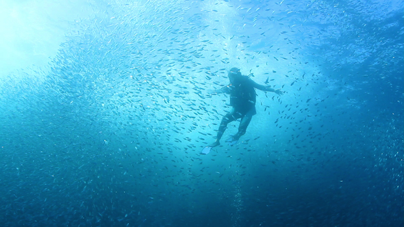 Amazing Mexico Diving Baja California Sur