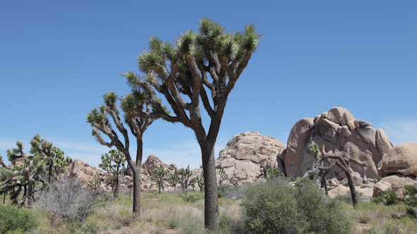Joshua Tree National Park California Usa alt