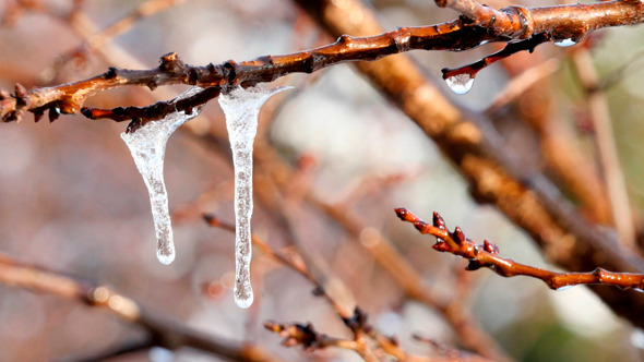 Melting Icicles Hanging From Branches