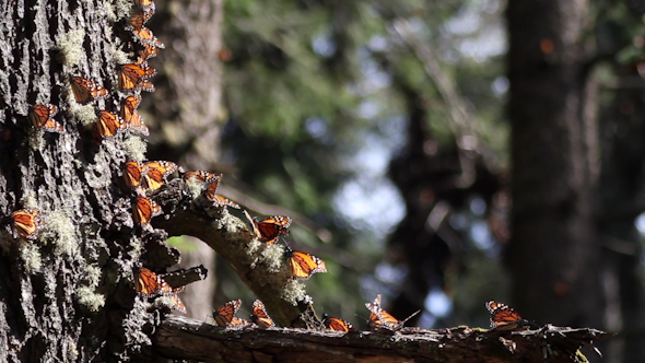 Monarch Butterfly Sanctuary Mexico 1