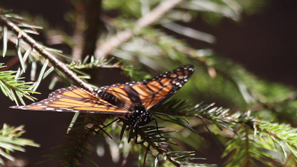 Monarch Butterfly Sanctuary Mexico 5