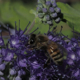 Honeybee on Flower - VideoHive Item for Sale