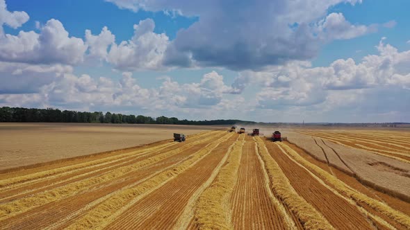 Seasonal works on the golden field