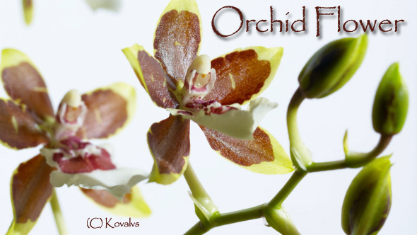 Opening Orchid Flower 