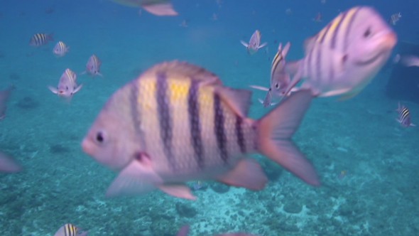 Underwater Snorkeling In Mexico 2