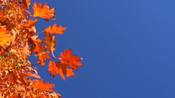 Autumn Foliage and Blue Sky