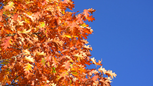 Autumn Foliage and Blue Sky