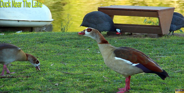 Duck Near The Lake