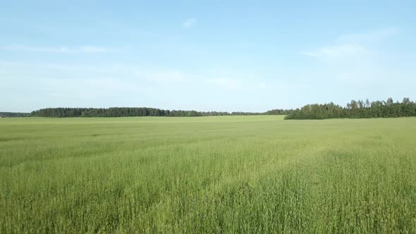 Green Field with Grass with a Blue Sky and a Forest in Summer