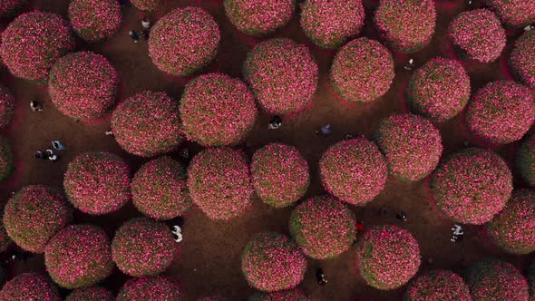 A view looking down at people taking pictures in a park full of pink camellias. 