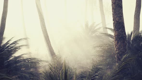 Coconut Palms in Deep Morning Fog