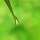 Droplet Falling From Fresh Green Leaf Looped 4k - VideoHive Item for Sale