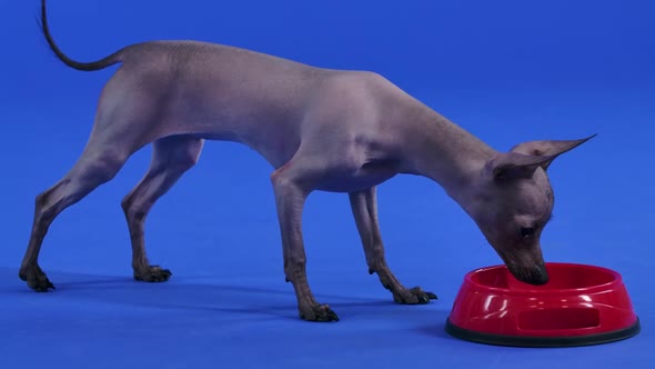 The Cute Xoloitzcuintle Bending His Head Walks Over To the Red Plate of Animal Food