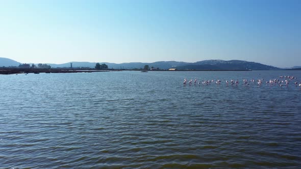 Landscape with Pink Flamingos in the Sea Water