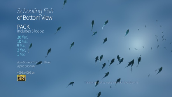 Schooling Fish Of Bottom View