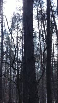 Vertical Video of the Forest Landscape Aerial View Slow Motion