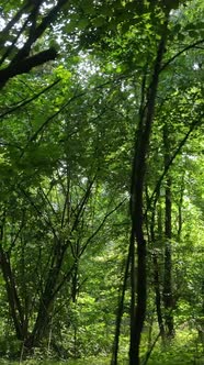 Vertical Video of a Natural Landscape During the Day in the Forest in Summer