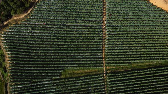 Overhead View Of Coffee Plantation With Rows Of Coffea Trees. - aerial