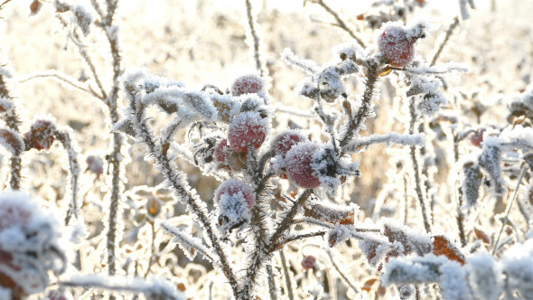 Briar Berries With Hoarfrost in Frosty Day