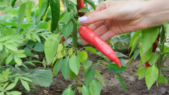 Red Pepper Harvesting Healthy Diet Food