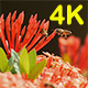 Bee and Ixora 01 - VideoHive Item for Sale
