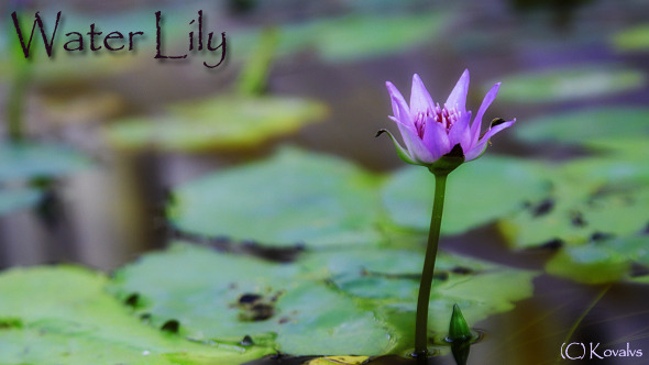 Water Lily Flower